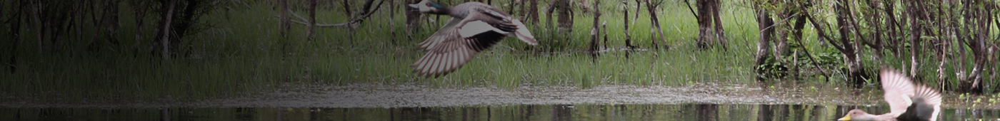 Desempeño Ambiental